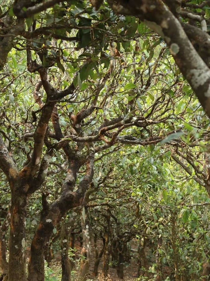 ancient tea trees
